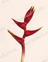 Red Heliconia Flower Canvas Wall Art for Living Room Decor wall art print