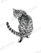 Hand - Drawn Cat Canvas Wall Art for Living Room Bedroom Home Decor wall art print