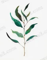 Eucalyptus Leaves Botanical Canvas Wall Art for Living Room framed modern home decor