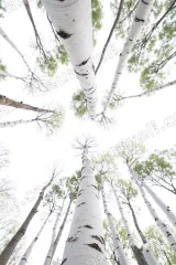 Birch Trees Upward View Canvas Wall Art for Home framed modern decor