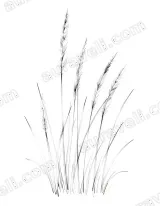 Minimalist Grass Sketch Wall Art for Living Room Bedroom framed modern home decor