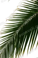 Tropical Palm Leaf Canvas Wall Art for Living Room Home Decor wall art print