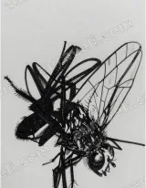Detailed Black Ink Fly Insect Canvas Wall Art for Home Decor wall art print