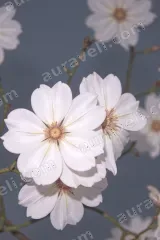 White Floral Canvas Wall Art for Bedroom and Living framed modern home decor