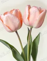 Pink Tulips Floral Canvas Wall Art for Bedroom Living framed modern home decor