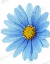 Blue Daisy Floral Canvas Wall Art for Living Room Bedroom Home Decor wall art print