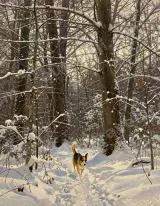 Dog in Snowy Forest Canvas Wall Art for Home Decor wall art print