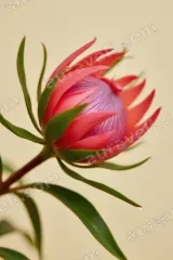Protea Flower Canvas Wall Art for Bedroom & Living Room Home Decor wall art print