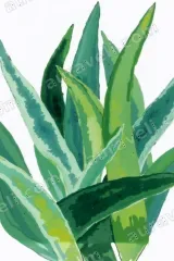 Aloe Vera Watercolor Canvas Wall Art for Living Room framed modern home decor
