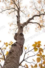 Tree Trunk with Yellow Leaves Canvas Wall Art for framed modern home decor