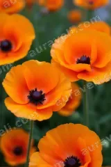 Orange Poppies Floral Canvas Wall Art for Living Room & Bedroom Home Decor wall art print