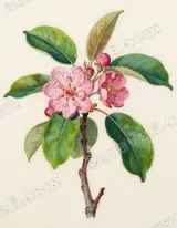 Botanical Floral Canvas Wall Art for Living Room Home Decor wall art print