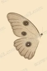 Vintage Butterfly Canvas Wall Art for Living Room Bedroom framed modern home decor