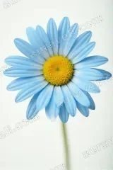 Blue Daisy Floral Canvas Wall Art for Living Room Bedroom Home Decor wall art print