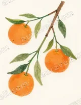 Watercolor Oranges Branch Canvas Wall Art for Living Room Home Decor wall art print