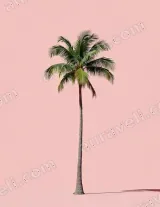 Single Palm Tree Pink Canvas Wall Art for Living Room Home Decor wall art print