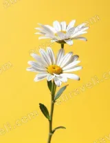 White Daisy Floral Canvas Wall Art for Living Room Bedroom Home Decor wall art print