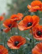 Orange Poppies Floral Canvas Wall Art for Living Room Bedroom Home Decor wall art print