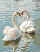Swan Couple Canvas Wall Art for Living Room Bedroom Home Decor wall art print