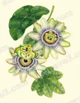 Passion Flower Botanical Canvas Wall Art for Living Room Home Decor wall art print