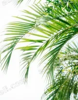 Tropical Palm Leaf Canvas Wall Art for Living Room Home Decor wall art print