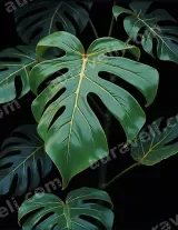 Monstera Leaf Tropical Green Canvas Wall Art for Living Room Bedroom Home Decor living room wall art for modern home decor