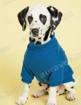 Dalmatian Dog in Blue Sweater Canvas Wall Art for Living Room Home Decor living room wall art for modern home decor