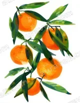Watercolor Oranges Canvas Wall Art for Living Room Home Decor wall art print