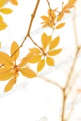Autumn Yellow Leaves Canvas Wall Art for Living Room framed modern home decor
