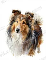 Sheltie Dog Watercolor Canvas Wall Art for Living Room Home Decor wall art print
