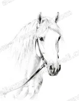 Horse Portrait Canvas Wall Art for Living Room & Bedroom Decor wall art print