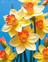 Daffodil Floral Canvas Wall Art for Living Room Bedroom Home Decor living room wall art for modern home decor