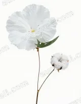 White Floral Cotton Canvas Wall Art for Living Room and framed modern home decor