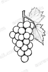 Grapes Sketch Canvas Wall Art for Kitchen Living Room Home Decor wall art print