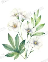 Watercolor Floral Canvas Wall Art for Bedroom Living Room framed modern home decor